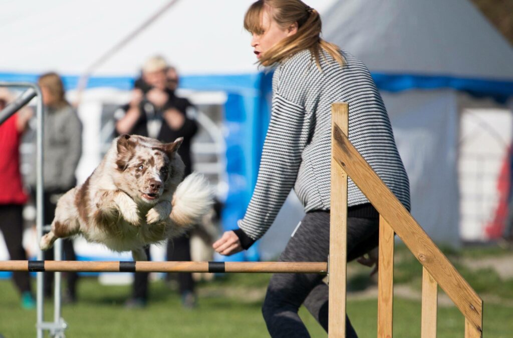 Agility, kiropraktik, bevægepparatet, sunde hunde og dejligt samarbejde.
