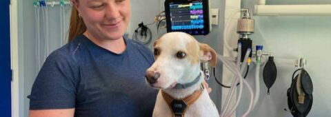 Velkommen til Dyreklinikken Dit Dyr