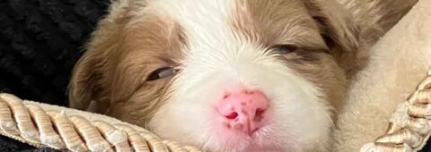 Velkommen til Dyreklinikken Dit Dyr